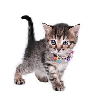 gato.jpg